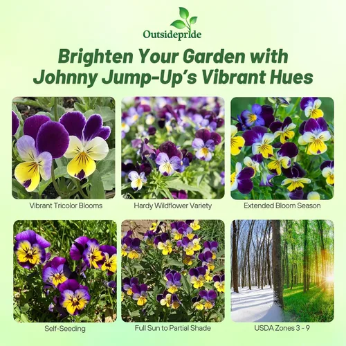 Miniatura 2 de Outsidepride Johnny Jump Up Viola semillas de flores silvestres - 1/8 lb Semillas fáciles de cultivar, perennes compactas y resistentes para plantar