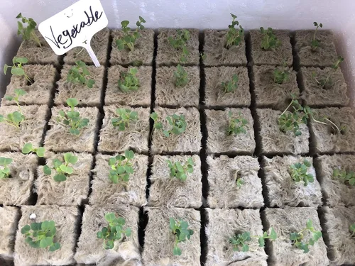 Miniatura 8 de MI0512 Tapones de arranque de lana de roca de 1.5 pulgadas para hidroponía, cubos de cultivo de lana de roca, 1 hoja de 28 tapones (pequeño)