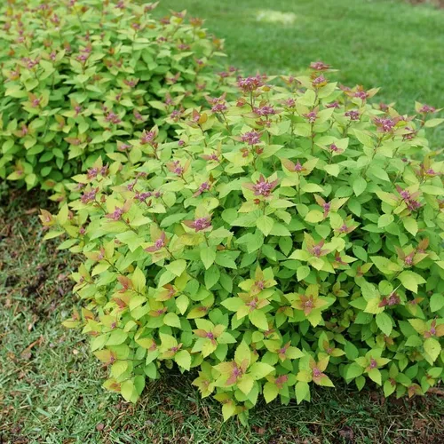 Miniatura 3 de DOUBLE PLAY® DOLLY™ - Spiraea japonica - Ganadores probados - Maceta de 4