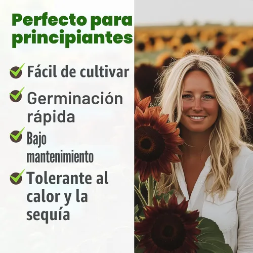 Miniatura 4 de HOME GROWN Semillas de girasol de cereza y chocolate, 75 semillas de reliquia para plantar girasoles burdeos, flor alta para jardín, polinizadores