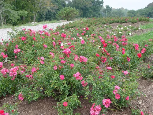 Miniatura 3 de Planta viva de Green Promise Farms Flower Carpet Roses ROSA `FLOWER CARPET PINK` Pink Flower Arbusto #2 Tamaño Contenedor Rosa