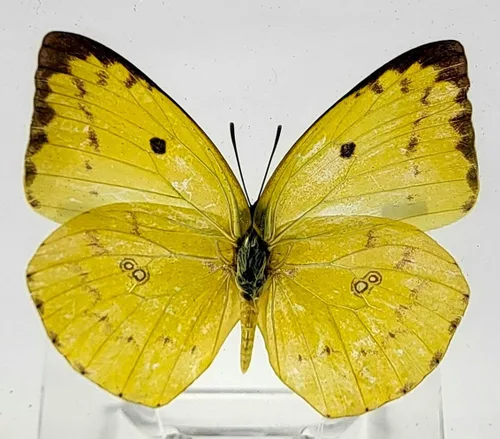 Miniatura 25 de Mariposa Bluebottle real de 2.9 pulgadas en resina de Lucite transparente, grafio, sarpedón, colección de manualidades para biología, ciencias