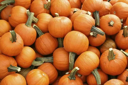 Miniatura 2 de 75 semillas de calabaza – Pastel de azúcar – reliquia – Sin OMG – Semillas siempre frescas – Semillas de siembra para huerto doméstico