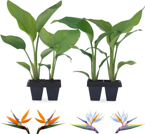Bird of Paradise Plants Live (paquete de 4), plantas Strelitzia con flores perennes de naranja (2) y blancas (2), plantas de interior/exterior,