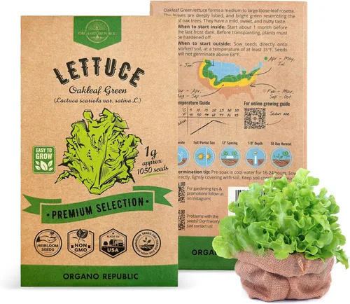 Organo Republic Paquete de Semillas de Lechuga Hoja de Roble 1 G - Más de 800 Semillas de Lechuga Reliquia Sin OMG para Plantar Verduras en Paquete