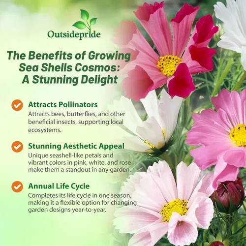 Miniatura 3 de Outsidepride 500 semillas anuales Cosmos Bipannatus Sea Shells Cut Flower Seed Mix para plantar