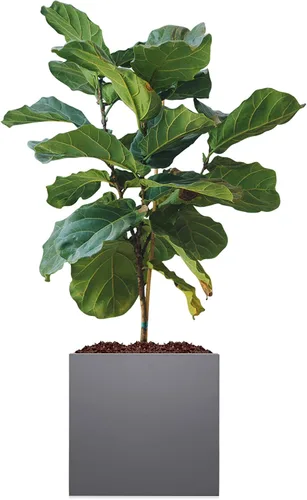 Miniatura 9 de Maceta metálica galvanizada moderna para interiores y exteriores con drenaje (12 x 12 x 28 pulgadas, gris)