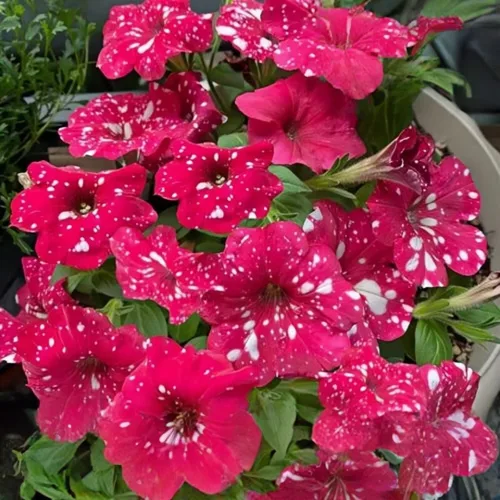 Miniatura 3 de 299 semillas anuales de flores de petunia de cielo nocturno para plantar, semillas de petunia con patrón de galaxia, flores moteadas para camas