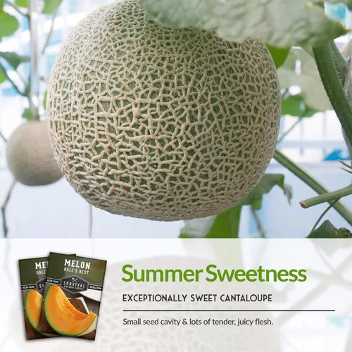 Miniatura 4 de Survival Garden Seeds - La mejor semilla de melón de Hale para plantar - Cultiva melón jugoso para comer - 5 paquetes con instrucciones para plantar