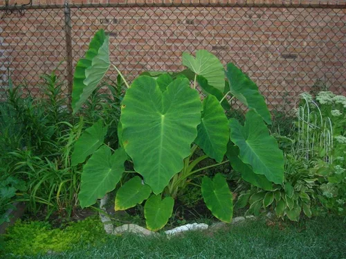 5 Bulbos Vivos Colocasia Esculenta Oreja de Elefante Taro Gabi Kalo Eddo Listo para cultivar Hojas Árbol Plantación viva por Greenhouse PCA