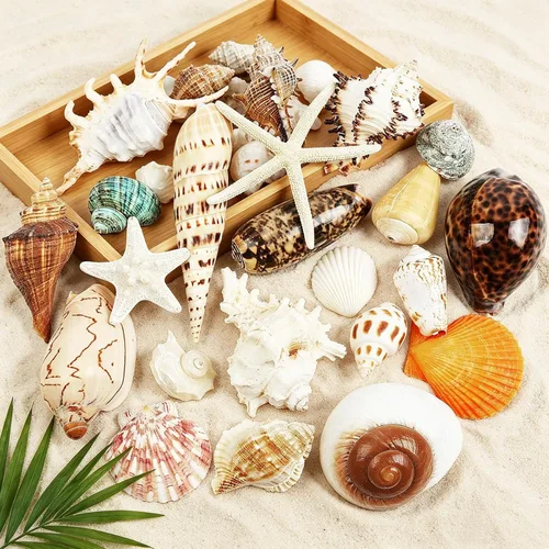Miniatura 3 de 22 conchas marinas grandes mixtas de conchas marinas de playa y estrellas de mar naturales del océano, conchas marinas coloridas naturales de hasta