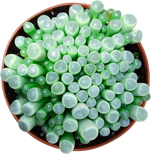 Miniatura 8 de Suculentas vivas Othonna Capensis Collar de Rubí (4 pulgadas), plantas suculentas totalmente enraizadas en macetas con tierra, planta
