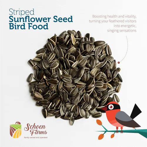 Miniatura 3 de Schoen Farms Semillas de girasol a rayas – Alimento para pájaros – Bolsa de 3 libras – Limpio, Semilla de pájaro para pinzones, arrendajos