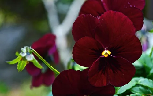 Miniatura 2 de Semillas de Viola Arkwright Ruby Viola Cornuta Pansies Red 40+ Semillas para plantar Planta de Floración Larga
