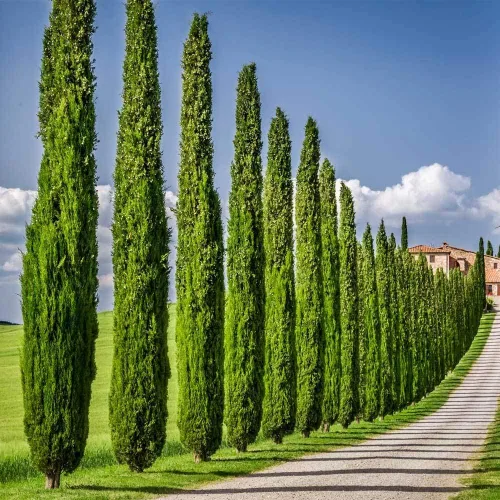 Miniatura 2 de Semillas de ciprés italiano para plantar 50 semillas Semillas exóticas de árboles de hoja perenne para cultivar, ideales para paisajismo y filas