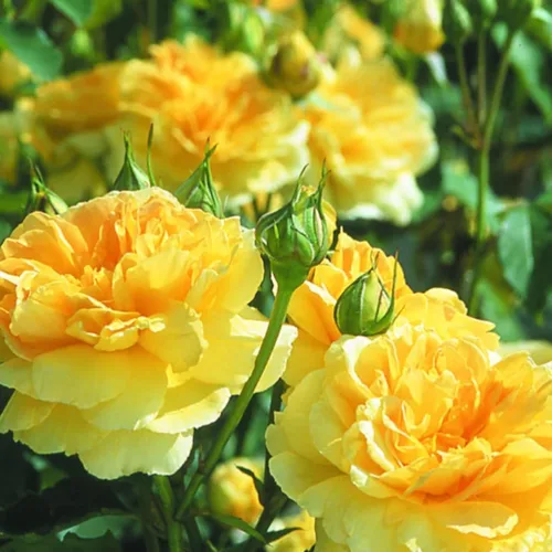 Miniatura 3 de Arbustos de rosas rosas brillantes listos para plantar, rosas trepadoras, plantas vivas fragantes, 6-8 pulgadas de alto en maceta, floración durante