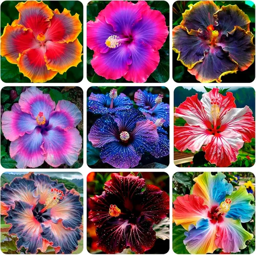 Más de 100 semillas de hibisco gigantes para plantar al aire libre, plantas de flores perennes raras sin OMG para tu floreciente jardín y hogar