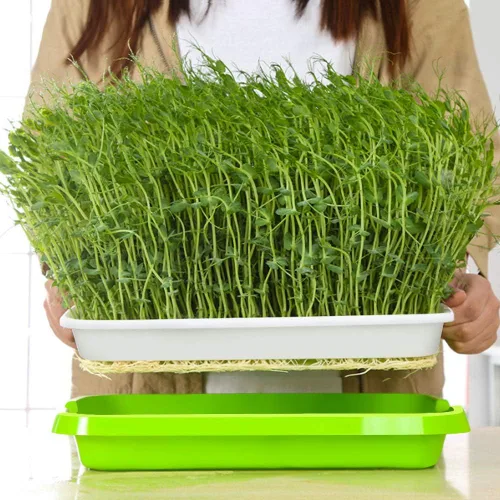 Miniatura 5 de SUNPRO Paquete de 2 bandejas para germinar semillas sin BPA, PP sin tierra, gran capacidad, contenedor de germinación de pasto de trigo saludable