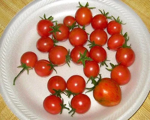 Miniatura 7 de Más de 30 semillas de tomate Red Robin Enano Determinadas Heirloom No OGM Dulce y Sabroso Bajo Ácido Raro Mini, Lycopersicon lycopersicum