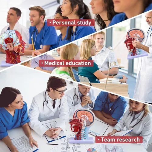 Miniatura 6 de Ultrassist Modelo anatómico humano de media cabeza con detalles neurovasculares y musculares superficiales, cabeza de Asaro y anatomía cerebral