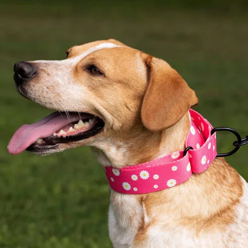 Miniatura 5 de CollarDirect Martingale - Collar de nailon resistente para perros pequeños, medianos y grandes [nailon, estampado, aguamarina, L, 15-20 pulgadas)