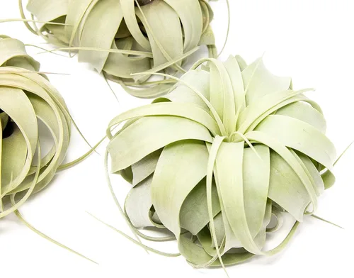 Miniatura 2 de Paquete de 3 plantas de aire grandes Xerographica de 5 a 7 pulgadas de ancho para plantas de interior Tillandsia suculentas, disponibles al por
