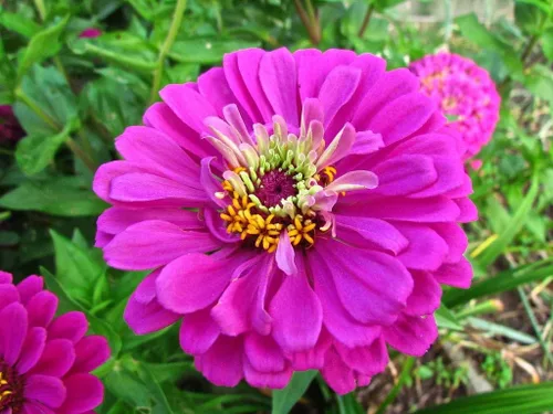 Miniatura 2 de TomorrowSeeds - Purple Prince Zinnia Semillas - Más de 200 unidades - Para plantar Zinnia Elegans púrpura Corte gigante y Come Again Lavender Violet