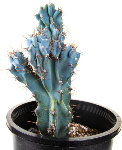 Cactus Outlet - Curiosity - Plantas de cactus vivas, plantas vivas para uso en interiores y exteriores, cactus vivos, 12 a 18 pulgadas, cactus vivos