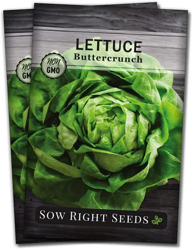 Sow Right Seeds - Semillas de lechuga Buttercrunch para plantar - Paquete de reliquia sin OMG con instrucciones para plantar un huerto doméstico -
