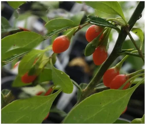 Lycium Barbarum 15 semillas Bayas de Goji Wolfberry hermosa Trompetas de Purple Blossoms contenedor Houseplant o al aire última intervensión Anual