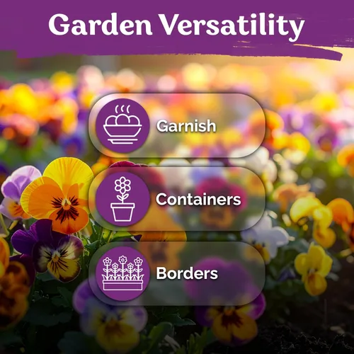 Miniatura 6 de KVITER 1600 semillas de pensamiento de los gigantes suizos para plantar (Viola wittrockiana) - Paquetes de semillas de colores mixtos Flores