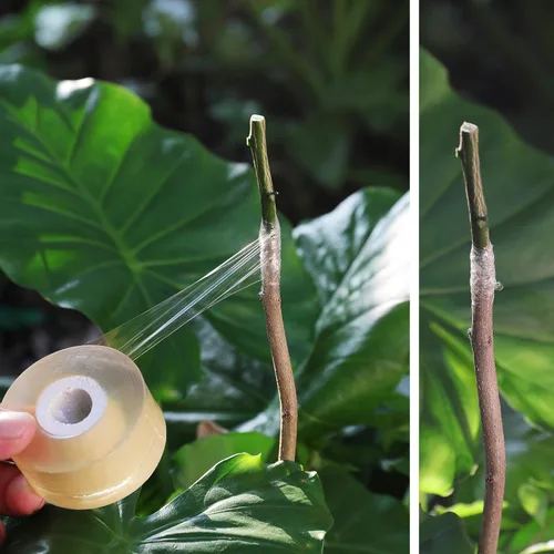 Miniatura 5 de NAYE Cinta de injerto para árboles frutales, 3 piezas de película de floristería elástica, 3 colores con varias elasticidad, cinta de reparación