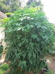 Miniatura 2 de Nuevas semillas frescas de árbol de chaya de 50 piezas Generic
