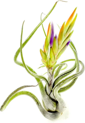 ragnaroc Air Plants - Tillandsia Caput Medusae Floreciente, Grande 5-7" - 1ct - Llegada Viva Garantizada - Plantas de Casa para Decoración del Hogar