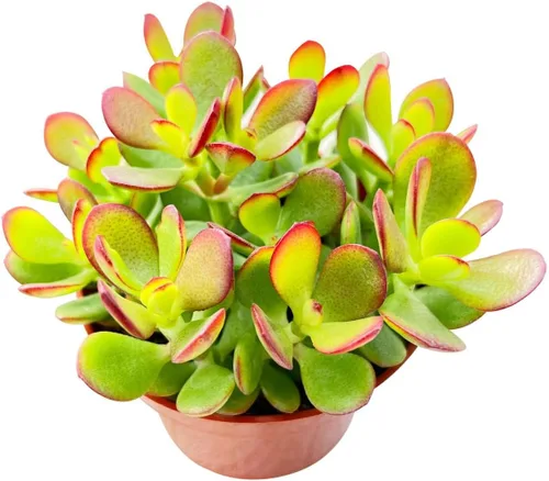 Miniatura 10 de Cotyledon Pendens de 4 pulgadas, suculenta viva completamente enraizada en macetas con mezcla de tierra, planta doméstica rara para la decoración