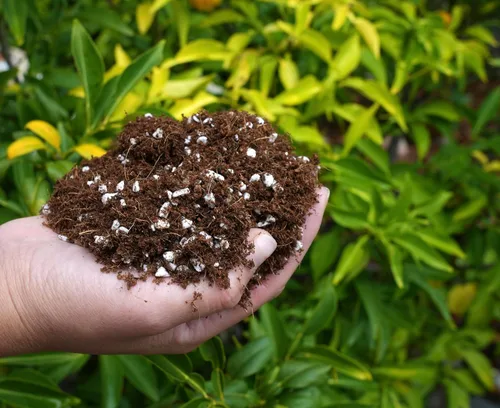 Miniatura 3 de Happy Trees Medio de Cultivo de Fibra de Coco y Perlita, Mezcla para Macetas, Inicio de Semillas, Calidad Premium Triple Lavado para Baja Sal/EC