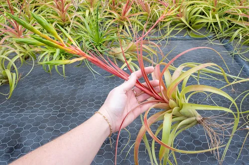 Miniatura 6 de Air Plant Shop Tillandsia Roland Gosselini - Paquete de 5 plantas suculentas vivas para el hogar y el jardín, plantas de interior y exterior