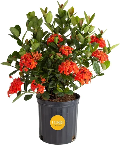 Miniatura 11 de Costa Farms Curcuma, planta viva de jengibre oculto en maceta de plástico, planta de interior con flores al aire libre, perfecta para decoración