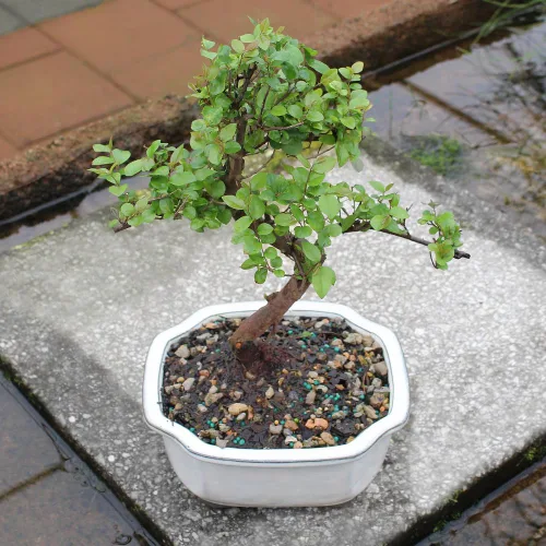 Miniatura 6 de Brussel's Bonsai Árbol bonsái de ciruela dulce china viva, 5 años, 6 a 10 pulgadas, bonsái de interior en maceta de bonsái de cerámica