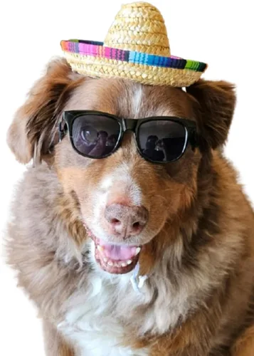 Miniatura 13 de G006 Disfraz para perro y mascota, estilo retro de los años 80, lentes de sol ajustables para razas medianas de 20 a 40 libras, para fiesta, Panto