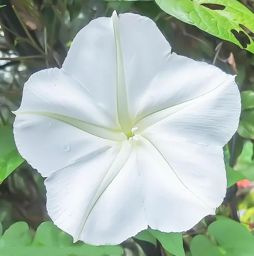 Miniatura 3 de Flor de luna blanca - Semillas de vid fragantes que florecen por la noche