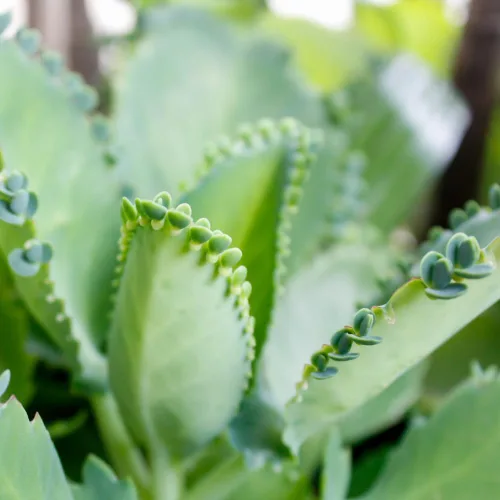 Miniatura 2 de Planta viva madre de miles Kalanchoe Plantas de inicio, plantas de interior Kalanchoe suculentas, maceta de 2.5 pulgadas