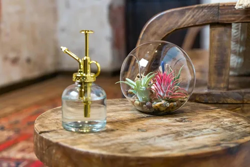 Miniatura 6 de Kit grande de terrario de vidrio soplado a mano con 3 plantas de aire Ionantha - Planta suculenta de Tillandsia viva - Venta al por mayor y a granel