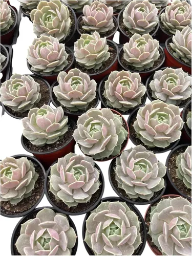 Echeveria Secunda Suculenta – Planta viva de 4 pulgadas en maceta de vivero – Decoración de bajo mantenimiento para interiores y exteriores,