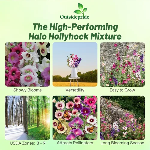 Miniatura 2 de Outsidepride Halo Hollyhock Seeds - 25 piezas de semillas de flores tolerantes a la sequía de larga duración con flores semiprecibles para jardines