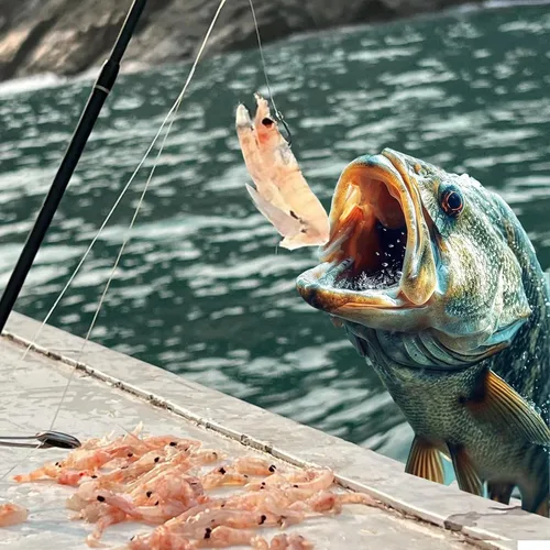 Miniatura 3 de Set de anzuelos de camarón vivo, anzuelos de pesca de acero al carbono con púas para agua dulce y salada, carnada de camarón, carnada para lubina