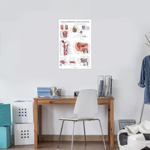 Miniatura 6 de Palace Learning Paquete de 2 gráficos anatómicos del sistema reproductivo masculino y femenino, juego de carteles de anatomía masculina y femenina