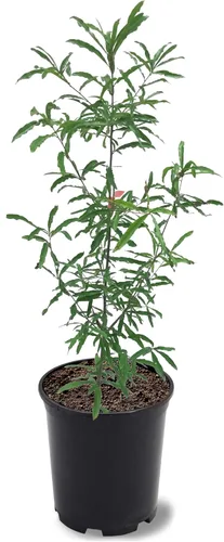 Miniatura 4 de American Plant Exchange Southern Live Oak Tree, maceta de 5 galones, 2-3 pies de alto, planta grande para jardín al aire libre, planta viva, árbol