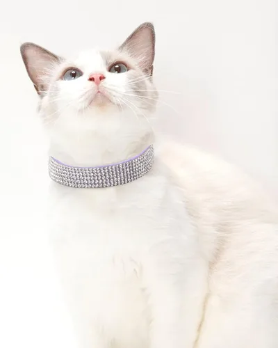 Miniatura 5 de Collar de perro para perros medianos, collares de perro ajustables de cuero gamuza con brillantes, collar de perro rojo rosa, collar de gato, collar