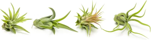 Plantas de aire para poca luz en maceta (8 piezas) Tillandsia, plantas de aire vivas para interior, plantas suculentas vivas, plantas vivas para
